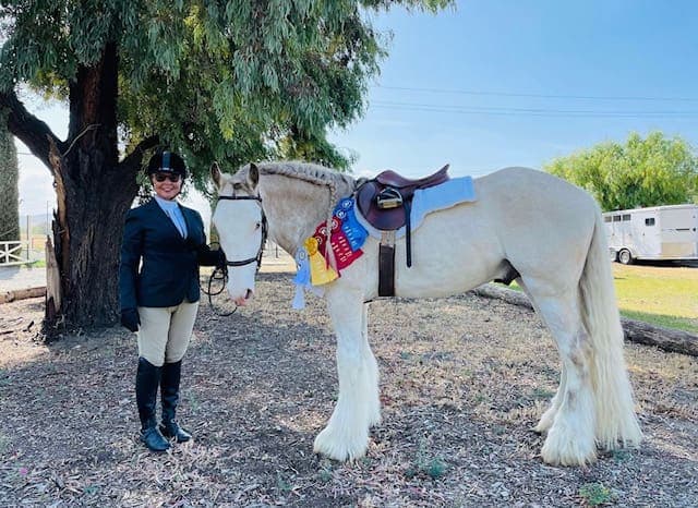 A rider in show attire standing beside a braided Shire horse wearing three prize ribbons on its bridle