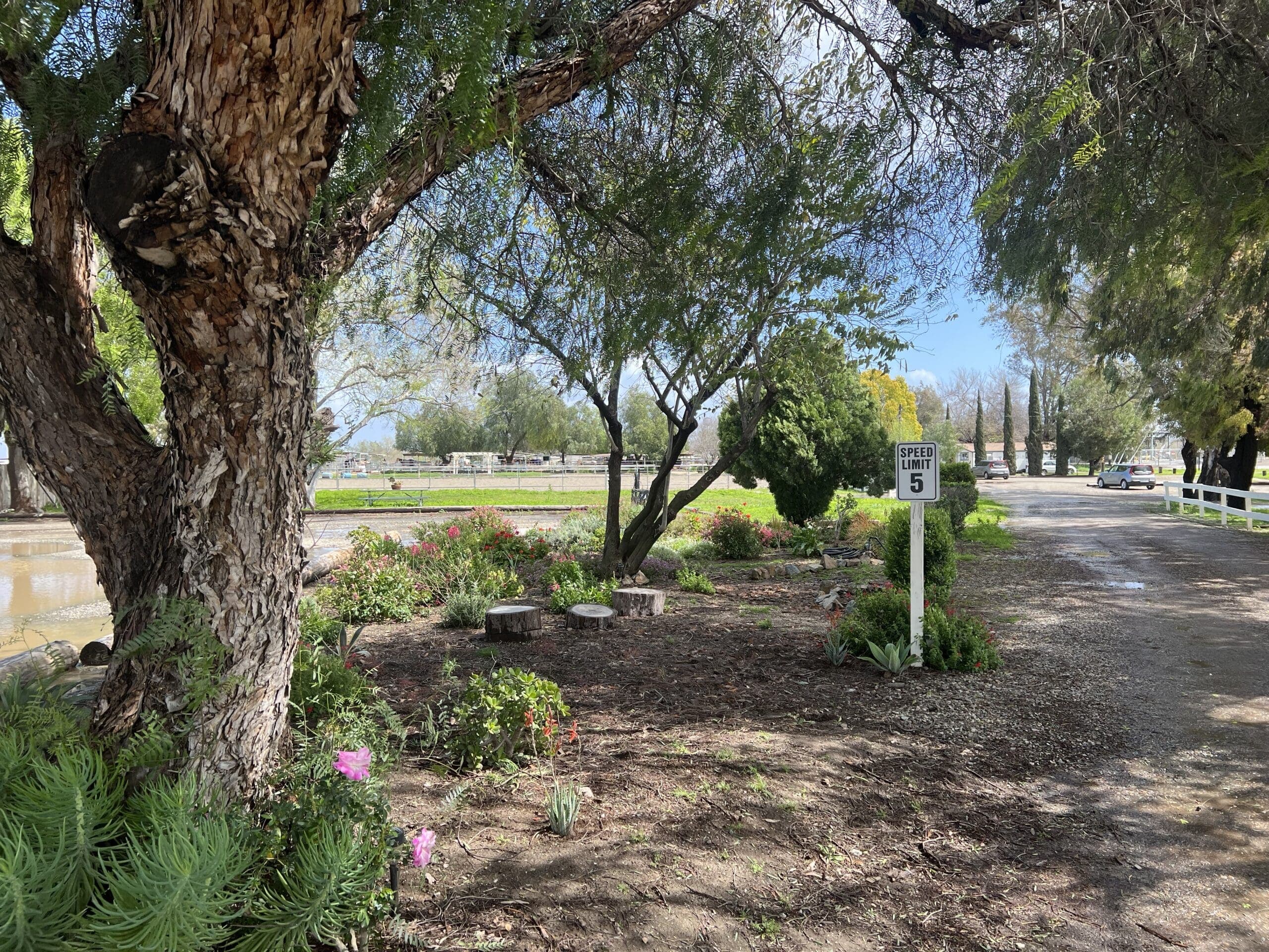 The shaded entry garden with flowers, a pepper tree, and the arenas beyond