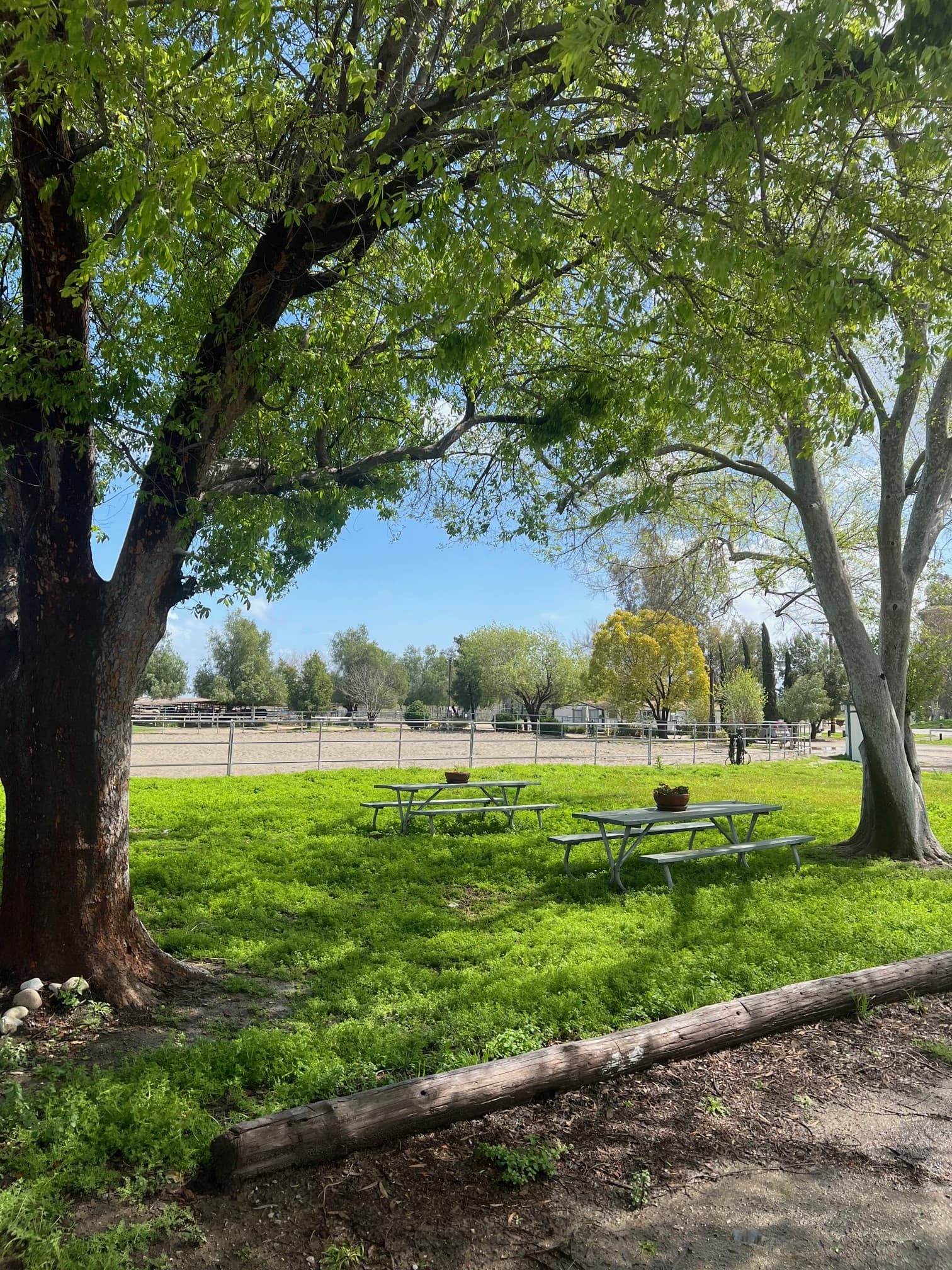 Picnic tables on a green lawn under big shade trees