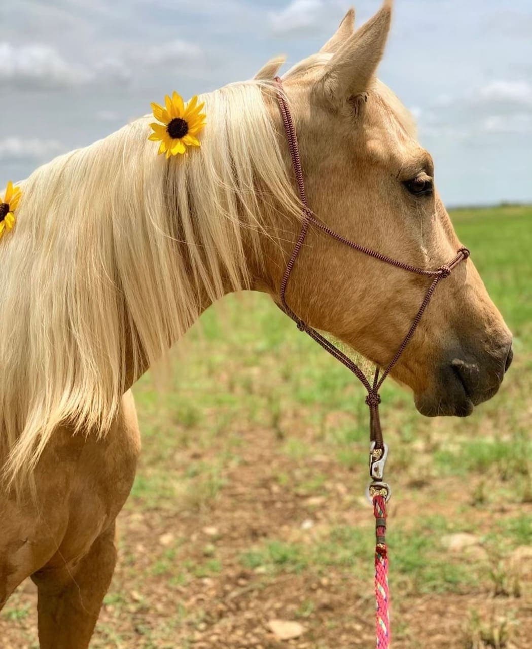 A palomino horse in profile with sunflowers tucked into its white mane