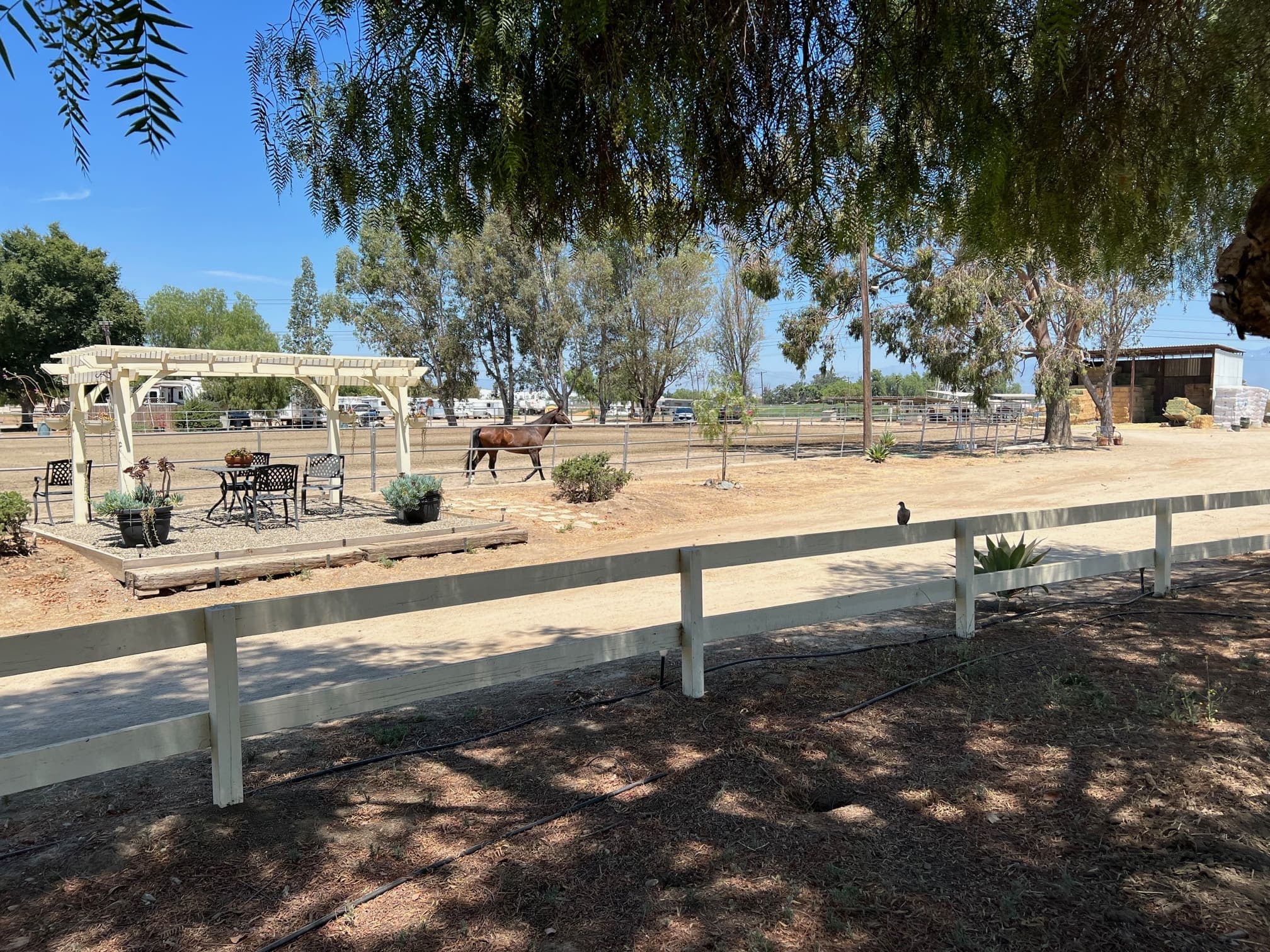 A bay horse walking its paddock behind the cream pergola seating area