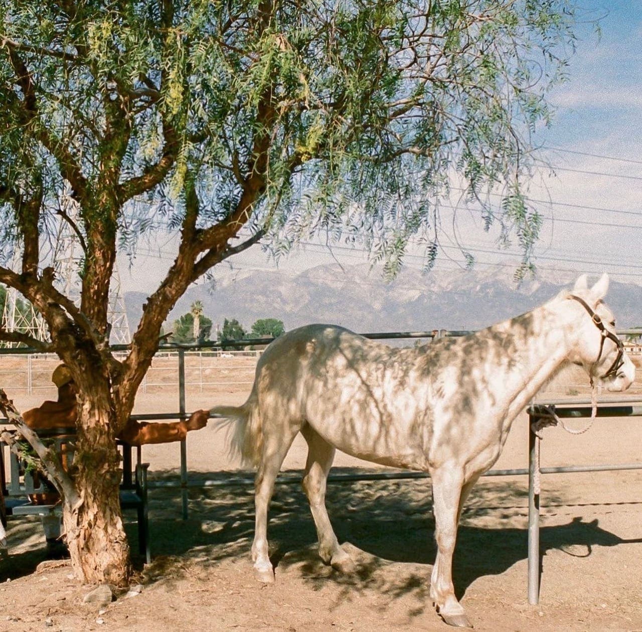 A white horse standing in the dappled shade of a pepper tree, mountains hazy in the distance